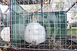 white Ragondin Myocastor coypus.