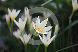 White rain Lily