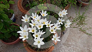 This is the white rain lily Flower  busch.