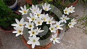 This is the white rain lily Flower  busch.