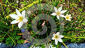 White Rain Lily flowers Zephyranthes on the island of Flores, Indonesia.