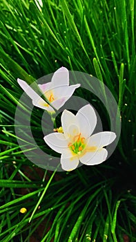 White Rain Lily & x28;Zephyranthes Candida& x29;