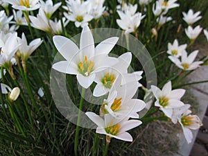 White rain lily or Zephyranthes candida flowers.