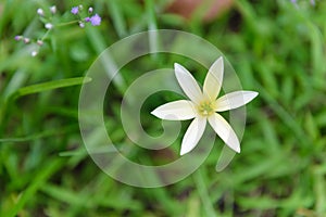 White rain lily, Zephyranthes Lily