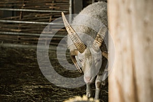 White ram with four horns in a paddock at the farm. Four horned Jacob sheep