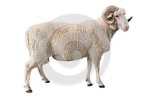 White ram isolated photo