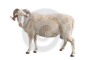 White ram isolated