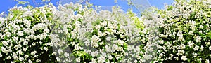 white rambler roses panorama border