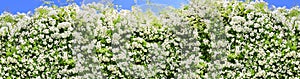 white rambler roses panorama border