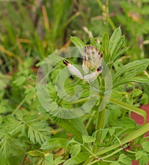 White ramping fumitory