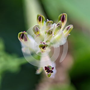 White ramping-fumitory flowers