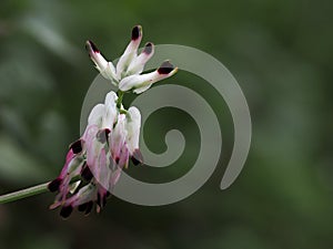 White ramping fumitory plant