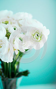White ranunculus on blue background
