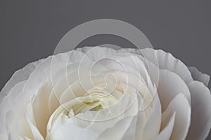 Close-up of a beautiful white ranunculus flower on a gray background