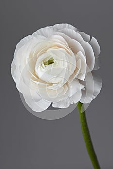 White ranunculus flower on a gray background photo