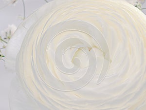 White ranunculus flower