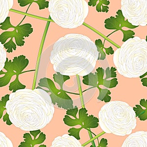 White Ranunculus Flower on Salmon Pink Background. Vector Illustration