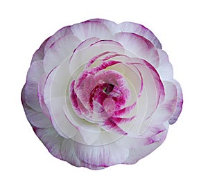 White Ranunculus flowers