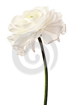 White Ranunculus Isolated on White Background