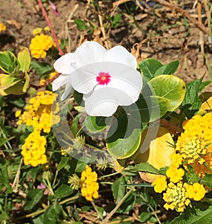 White rare flower