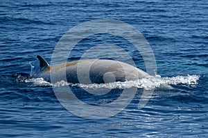 White Rare Goose Beaked whale dolphin Ziphius cavirostris