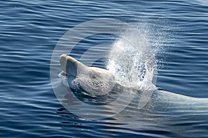 White Rare Goose Beaked whale dolphin Ziphius cavirostris