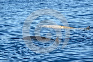 White Rare Goose Beaked whale dolphin Ziphius cavirostris