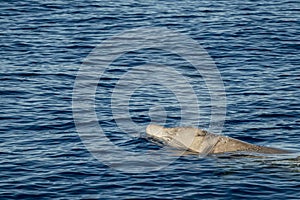 White Rare Goose Beaked whale dolphin Ziphius cavirostris