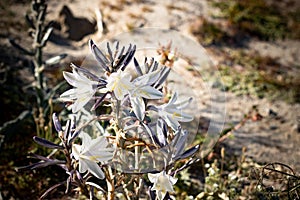 White rare, illusive desert lily close up of Ajo Lily Hesperocallis undulata , Sonora desert, Anza-Borrego State park