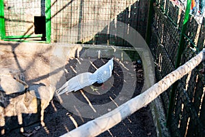 White peecock in the garden