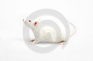White rat photo