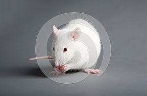 White rat photo