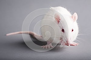 White rat photo