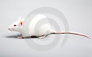 White rat photo