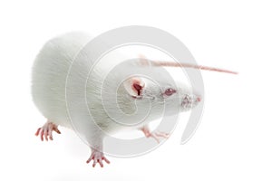 White rat