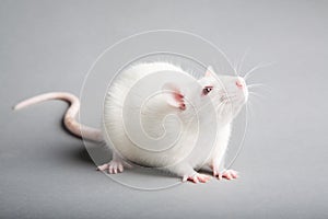 White rat