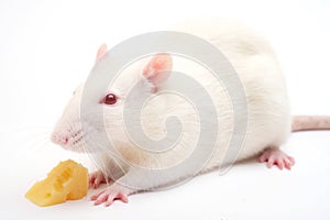 White rat