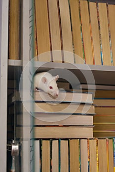 White rat in a bookcase. bibliophile. clerk on book leaves. read books. symbol of chinese new year