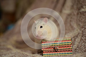 White rat and box