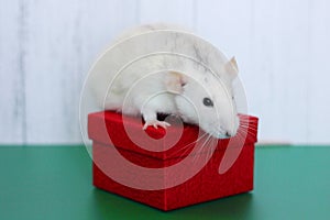 White Rat among Christmas toys. Happy New year. Chinese horoscope. year of rat. 2020