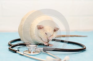 White rat dumbo siam sitting on table of veterinarian doctor with stethoscope. Rat wash its face