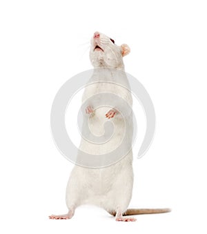 White Rat on hind legs (8 months old)