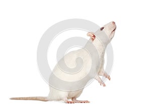 White Rat on hind legs (8 months old)