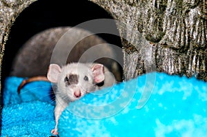 White rat looking at camera