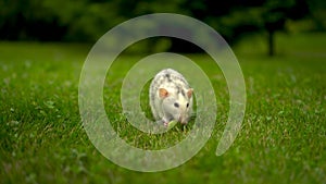 A white rat sits on the grass and eats. Domestic rat walking on the lawn with a piece of apple.