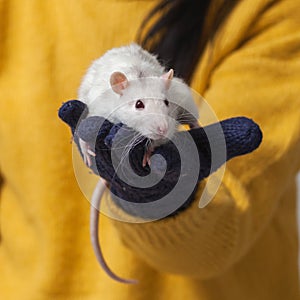 White rat is sitting in the hands