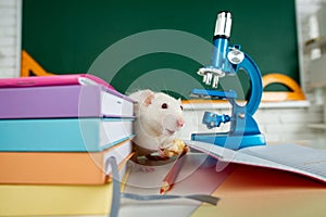 White rat sitting on microscope. Concept - testing of drugs, vaccines, laboratory animals, humanity, genetic studies