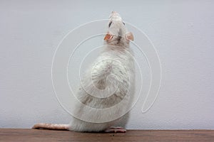 A white rat stands on a table on its hind legs.