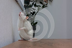 A white rat stands on a table on its hind legs.