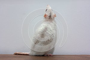 A white rat stands on a table on its hind legs. photo